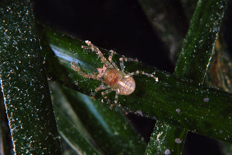 Galathea intermedia